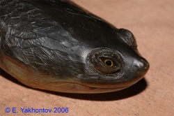 Черепаха змеиношейная Зибенрока