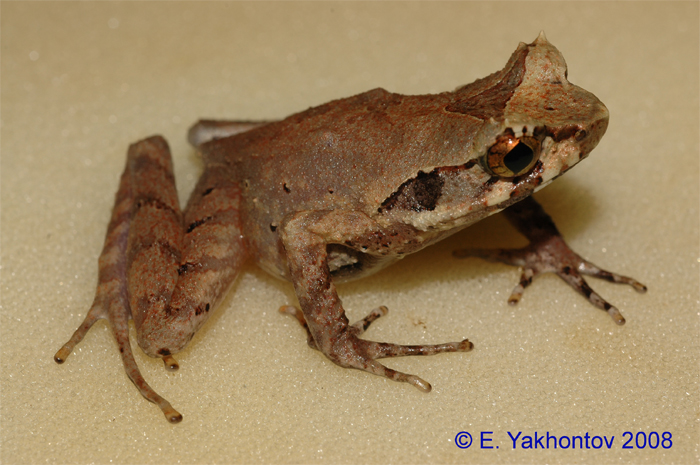 Xenophrys longipes   