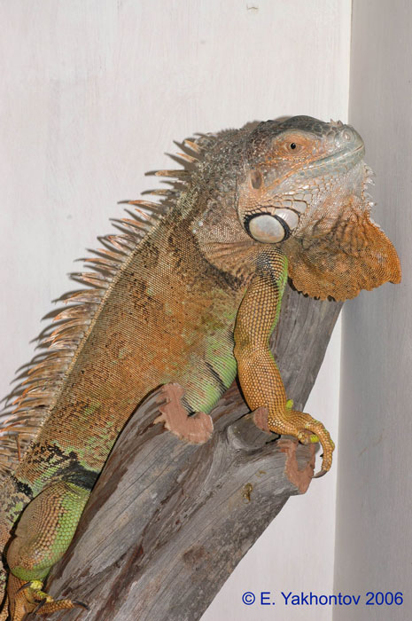 Iguana iguana  