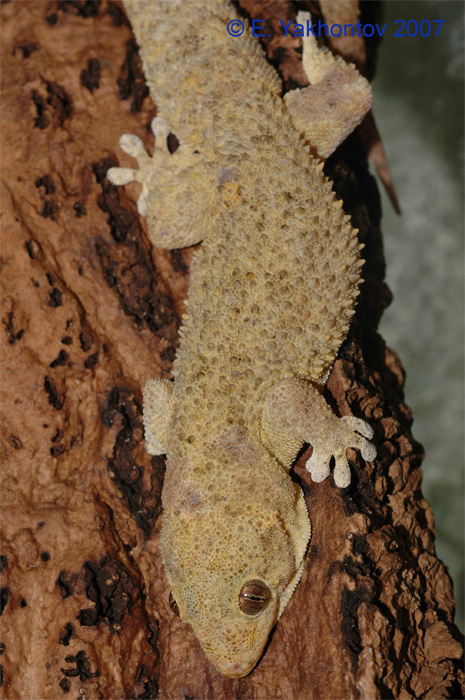 Pachydactylus tuberculosus   