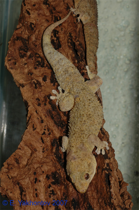 Pachydactylus tuberculosus    1