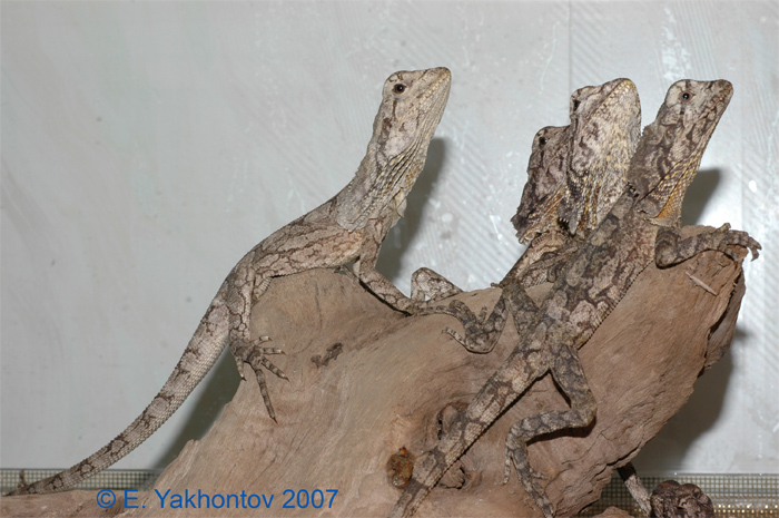 Chlamydosaurus kingii  _old