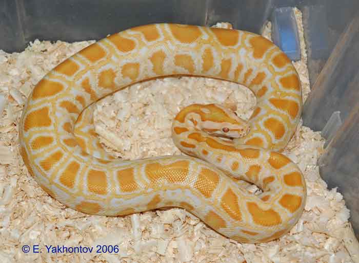 Python molurus bivittatus "albino"     "albino"