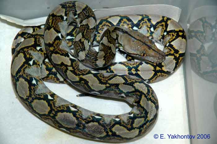 Python reticulatus  2